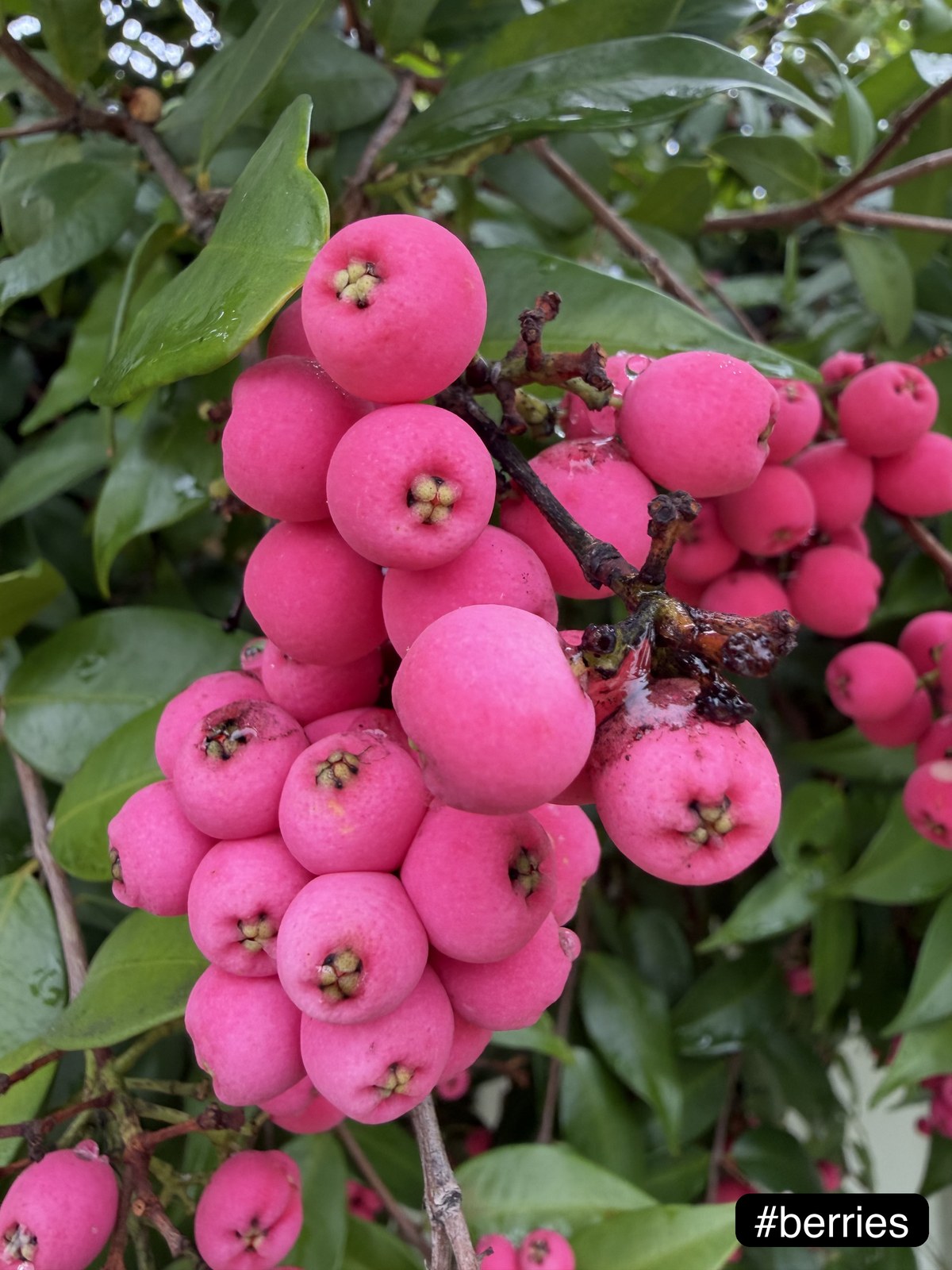 Hot-pink lilly-pilly berries tagged #berries — an example of gpt-4o-mini producing a specific label rather than the generic “fruit”
