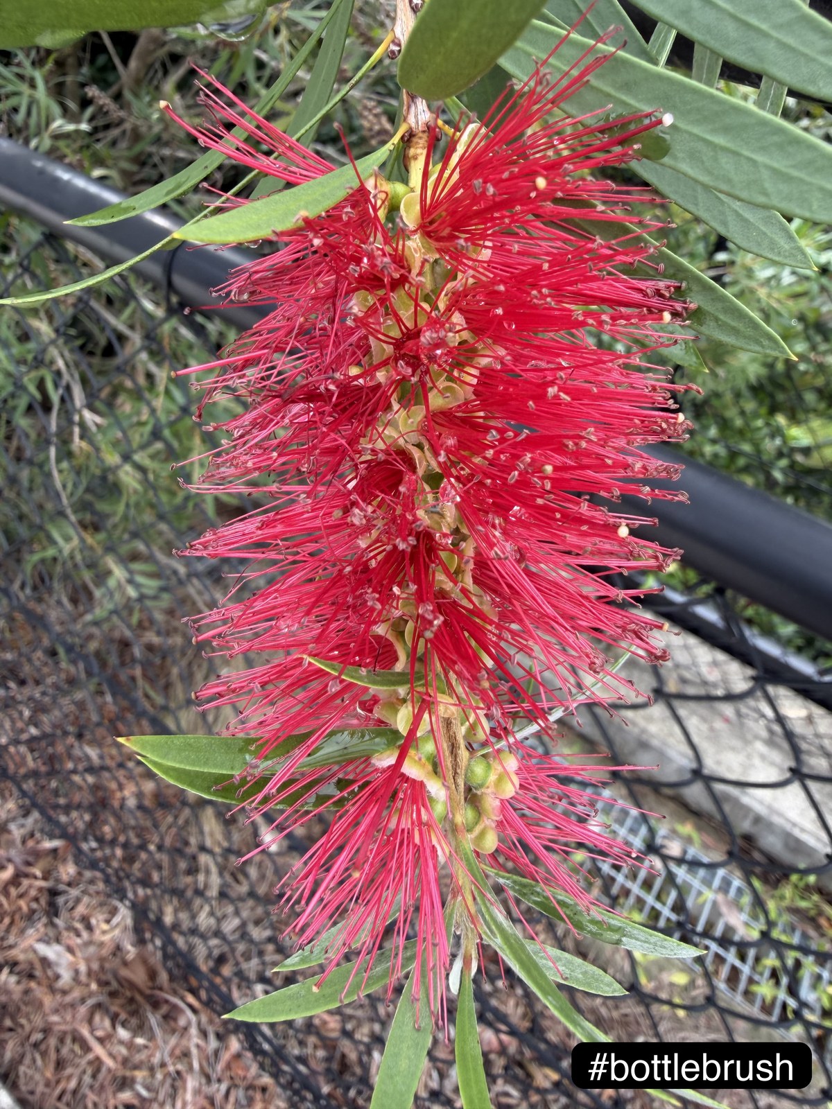 Red Australian bottlebrush flower in close-up with a small #bottlebrush hashtag pill rendered in the bottom-right corner
