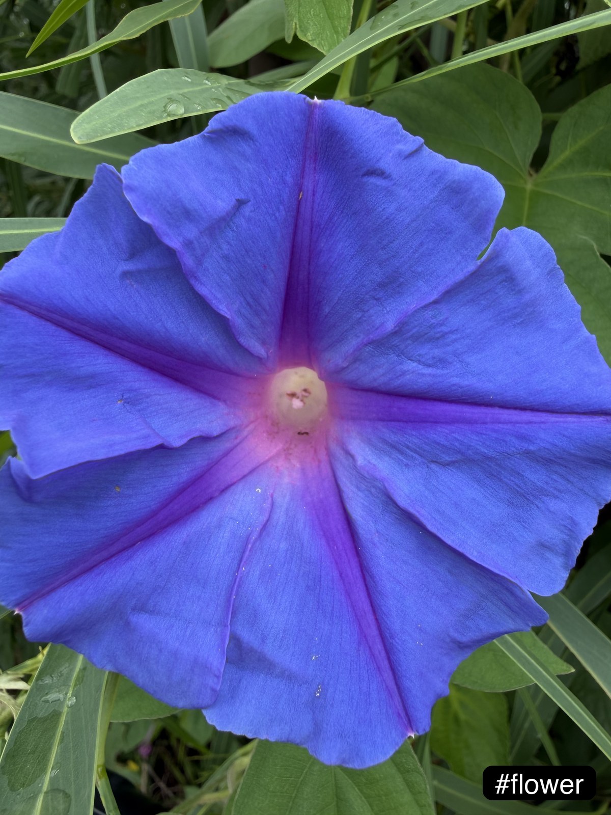 Blue morning glory tagged #flower — an example of the model falling back to a generic label even with the specific species clearly visible